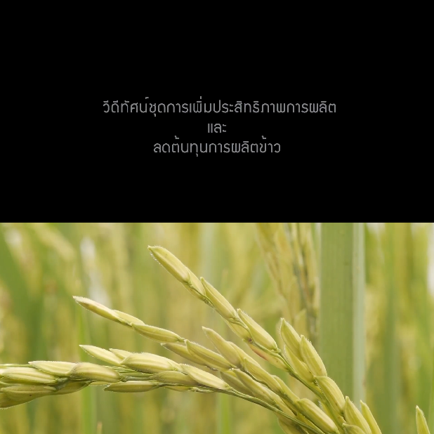 การเพิ่มประสิทธิภาพและลดต้นทุนการปลูกข้าว