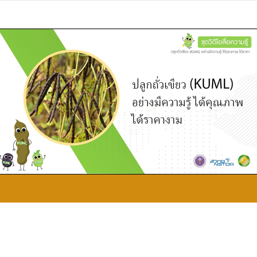 ปลูกถั่วเขียว