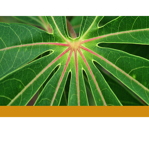 เทคนิคการปลูกมันสำปะหลังให้ได้กำไร